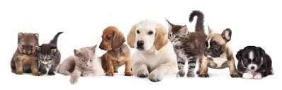 Pets